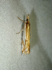 Crambus bidens