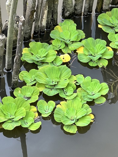 Water Lettuce