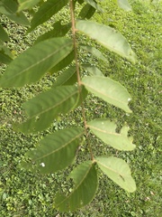 Juglans cinerea