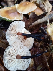 Gymnopus brassicolens