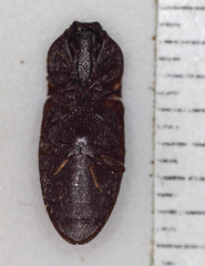 Elateridae