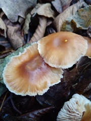 Gymnopus brassicolens