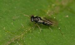 Eulophidae