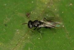 Eulophidae
