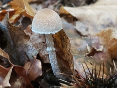 Stropharia caerulea