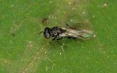 Eulophidae