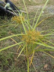 Cyperus odoratus
