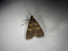 Hydrillodes lentalis