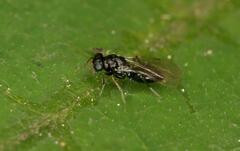 Eulophidae