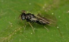 Eulophidae