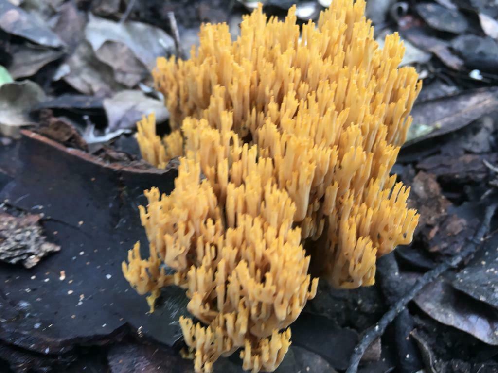 Phaeoclavulina flaccida · August 2022 · photo: © tally_fegl (iNaturalist, cc0)