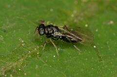 Eulophidae