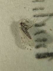 Coniopterygidae