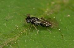 Eulophidae
