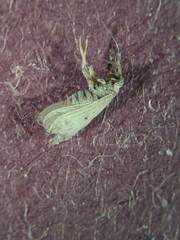 Coniopterygidae