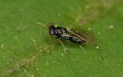 Eulophidae