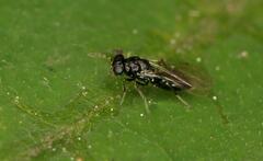 Eulophidae