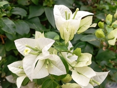 Bougainvillea glabra