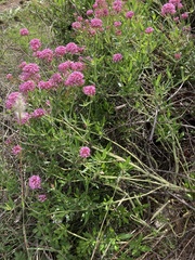 Centranthus