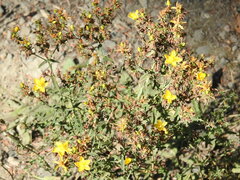 Hypericum scouleri