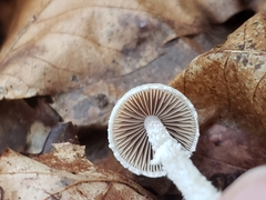 Stropharia caerulea