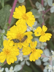 Psilostrophe tagetina