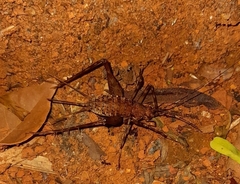 Eidmanacris