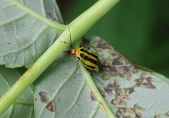 Poecilocapsus lineatus