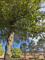 Quercus imbricaria