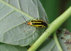 Poecilocapsus lineatus