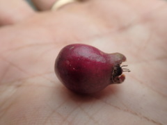 Syzygium wrightii