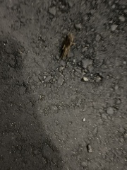 Gryllotalpa orientalis