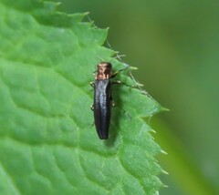 Agrilus