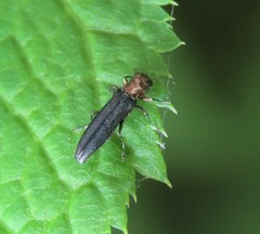 Agrilus
