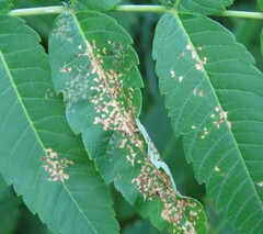 Poecilocapsus lineatus