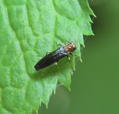 Agrilus