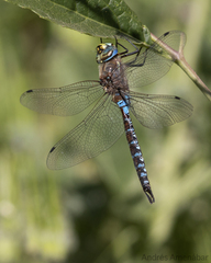 Rhionaeschna diffinis