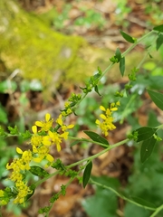 Solidago auriculata