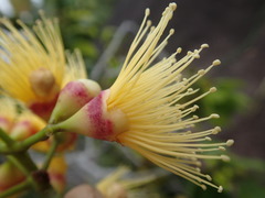 Syzygium wrightii
