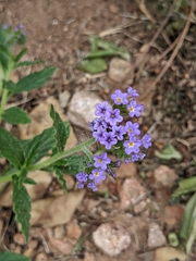 Heliotropium amplexicaule