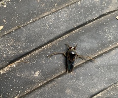 Nepomorpha