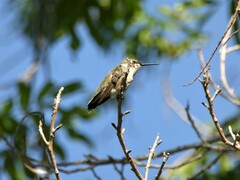 Archilochus alexandri
