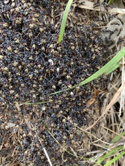 Dolichoderus doriae