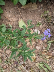 Heliotropium amplexicaule