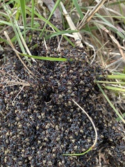 Dolichoderus doriae