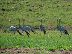 Anthropoides paradiseus
