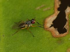 Anaphalantus longicornis