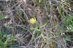 Senecio pinnatifolius