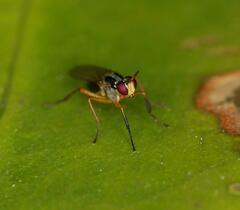 Anaphalantus longicornis