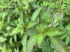 Ludwigia